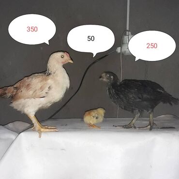 Продаю цыплят разные породы адлер полубрама даканы все здоровые от