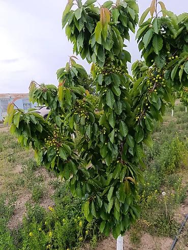 ягод: 80 соток, Для сельского хозяйства, Договор купли-продажи — 1