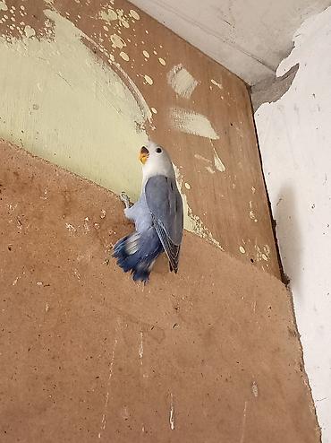 неразлучник: Nərgiz papağanları (lovebird) – cüt - Rənglər: biri qar dumanı-ağ — 1