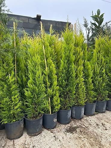 Çöl bitkiləri: Thuja “Smaragd” qablarda (dekorativ həmişəyaşıl) - Bitki növü: Thuja — 1