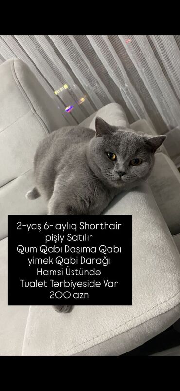 pişik satışı ucuz: 2 yaş 6 aylıq Shorthair Pişik Satılır Tualet Tərbiyesi var Qum qabı