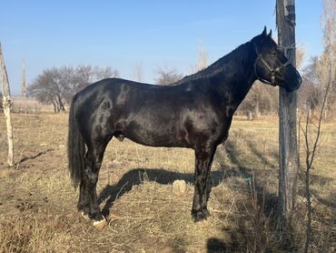 Лошади, кони: Продаю | Жеребец | Рабочий — 1