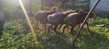 стрижка для овец: Продаю | Овца (самка), Ягненок, Баран (самец) | Арашан | На забой, Для разведения | Осеменитель, Матка, Ярка