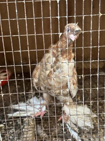 ара попугай цена: Продам голубя челкарь!