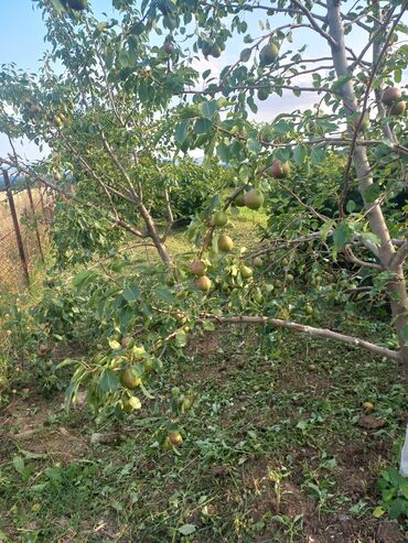 Torpaq sahələrinin satışı: 27 sot, Kənd təsərrüfatı, Mülkiyyətçi, Kupça (Çıxarış), Texniki pasport — 4