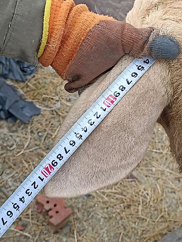 Баран, овца: Продаю | Овца (самка) | Арашан | Для разведения — 3