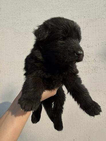 тайган собаки: 🐕 ПРОДАЮТСЯ ЧИСТОКРОВНЫЕ НЕМЕЦКИЕ ОВЧАРКИ! 🐕 Предлагаем к продаже — 4