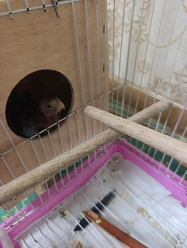 quş yuvası: Taxta yuvalı qəfəsdə kiçik quş balaları - Aksessuar: ağ metal — 1
