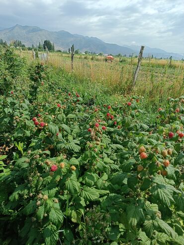 Малина: Малина Бесплатная доставка — 6