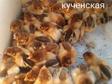 Куры, петухи: Суточные цыплята, кученская юбилейная, борковская барвистая, корейский