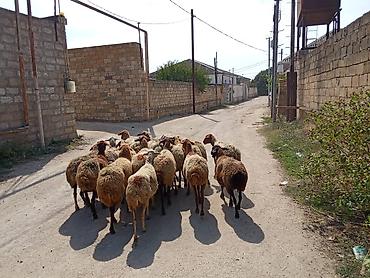 bakida cins ineklerin satisi: 1 baş qoyun 210 azn dir
doğmuş qoyunlardı 
qoçunu alıblar — 2