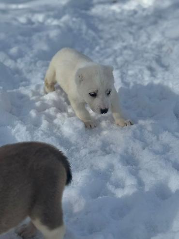 Продажа собак: Щенки Алабая (разные окрасы) - Возраст: около 4-5 недель на фото - — 8