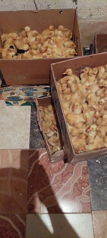 pekin ördeği: Ördək cücələri, Damazlıq, Ödənişli çatdırılma — 2