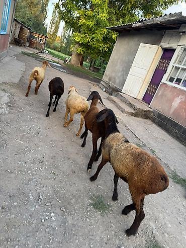 Баран, овца: Продаю | Ягненок | На забой — 9
