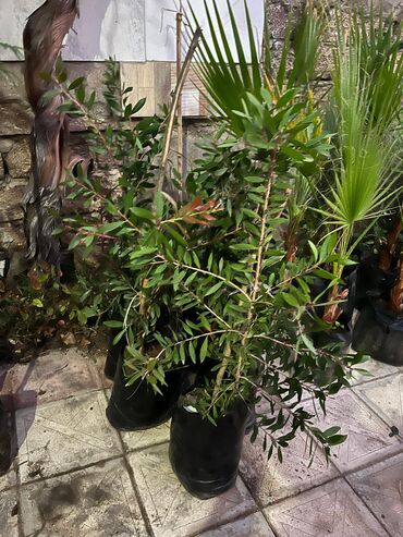 Ağaclar: Bağ bitkiləri – dekorativ ağac və kol sortları - Tulpan Maqnoliya — 12