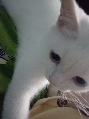 Pişiklər: Dişi, Yaxşı əllərə, Ünvandan götürmə — 8