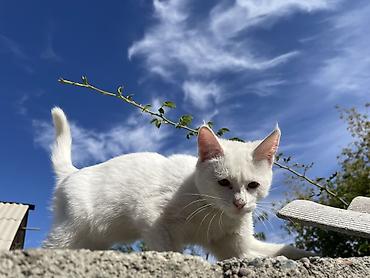кошка 124: Отдаю котят 2 мес 2 мальчика 1 девочка район кок жар жилмассив — 3