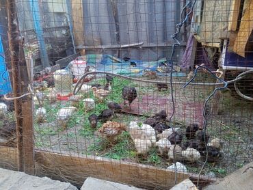 клетка для попугая неразлучника: Продаю цыплят 4х недельные
