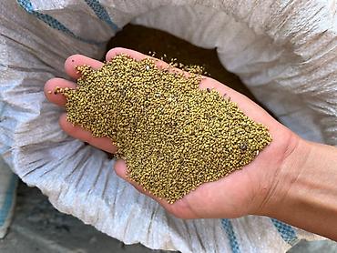 продам курей: Просо для птиц (желто-зеленое, мелкое фракционирование) - Кормовое — 1