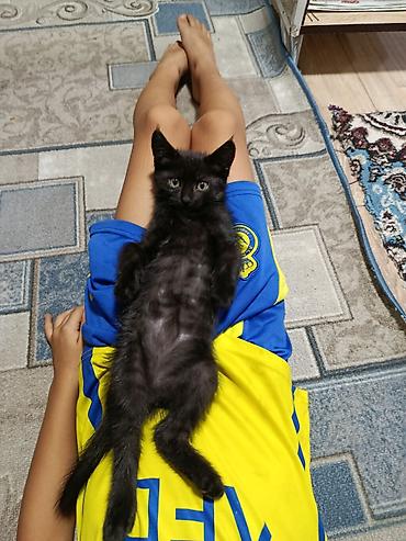 кошки сиамская: Беспородная, 2 месяца, Мальчик, Черный — 3