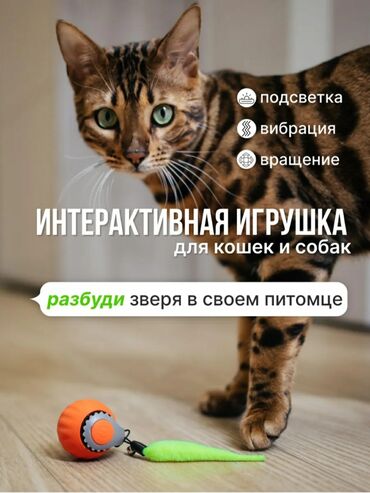 дом животные: Умная игрушка для кошек и собак