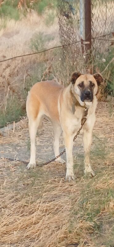 dişi pitbul: Qurdbasar, 2 il, Dişi, Peyvəndli, Ödənişli çatdırılma, Rayonlara çatdırılma