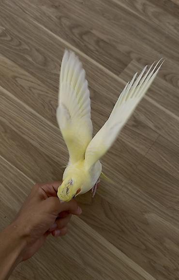 lutino: Lutino rəng mutasiyalı nimfa tutuquşusu (kakadu). Quşun tükləri açıq — 2