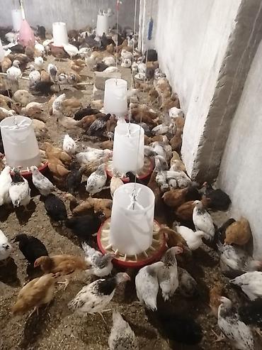 bala tutuquşu: Salam tam sağlam colpalardi damazdiqa yararlı çatdırma. var vacap — 2
