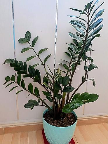 agac satisi baki: Zamiokulkas (ZZ plant) – dekorativ ev bitkisi - Növ: Zamiokulkas — 2