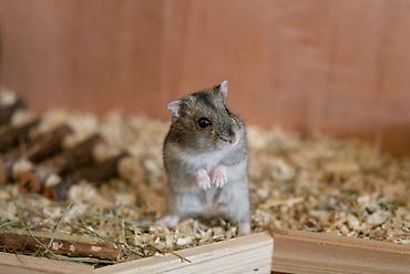 Məhsul: Cırtdan hamster (Djungarian/campbell tipli) Xüsusiyyətlər: - lalafo.az -da Məhsul: Cırtdan hamster (Djungarian/campbell tipli) Xüsusiyyətlər: -