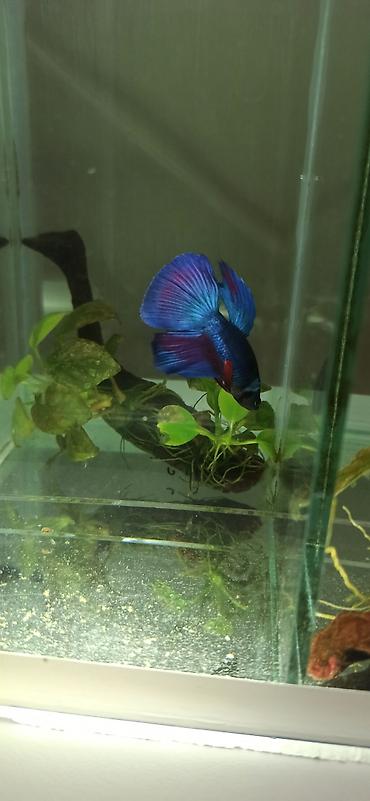 Balıqlar: Betta (Petuşok balığı), Yırtıcı — 7