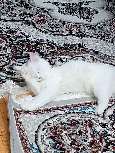 pişik oyuncaqları: Dişi, Yaxşı əllərə, Ünvandan götürmə, Ödənişli çatdırılma, Rayonlara çatdırılma — 2