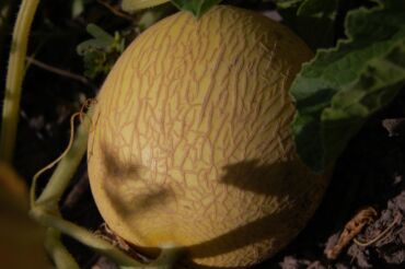 Другие услуги: Ищу бизнес партнера, инвестора, для выращивания овощей (открытый — 22