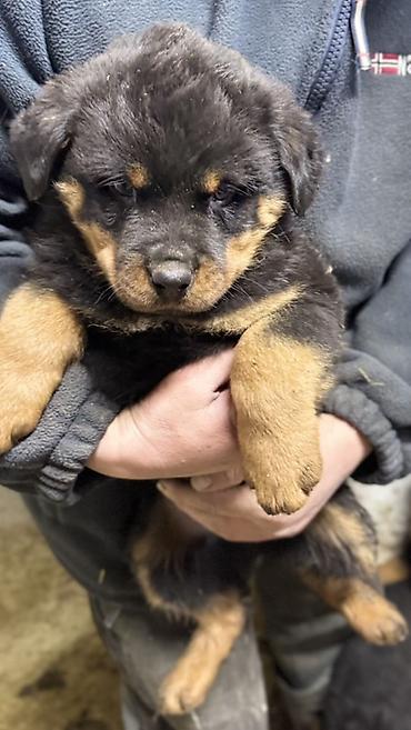 Продажа собак: Ротвейлер, 2 месяца, Самец, С родословной — 9