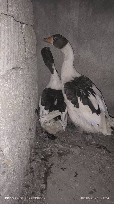 Digər quşlar: Qaz satilir təcili biri erkek birdə maya Tam sağlamdilar Birinin