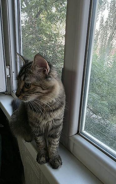 Отдам даром кошку: Кошка даром: Беспородная, Девочка, Приучена к лотку — 3