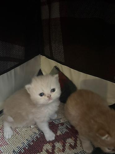 Pişiklər: Fars — 6