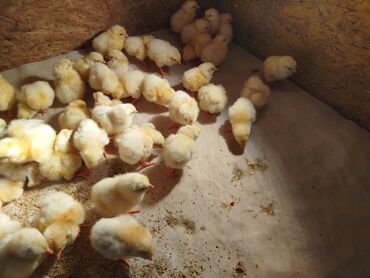 кальций для животных: Продаю | Цыплята | Несушки