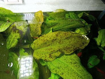оборудование для аквариума: Аквариумные растения — эхинодорус (пятнистые широкие листья) продаю