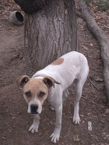 Продажа собак: Алабай, 7 месяцев, Самка, С прививкой, С родословной — 8