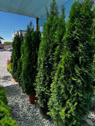 Декоративные деревья: Саженцы деревьев: Туи — 4