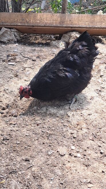 Toyuqlar: Toyuq, Australorp, Damazlıq, Pulsuz çatdırılma — 10