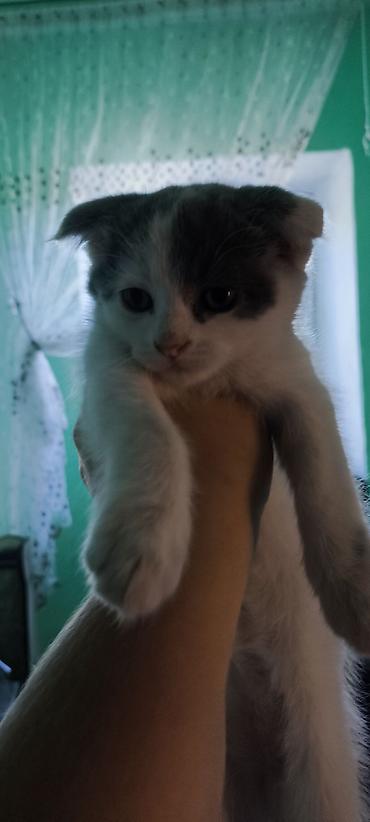 кошка котёнок: Шотландские вислоухие котята (Scottish Fold), окрасы: бело‑чёрный и — 2