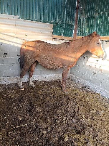 Лошади, кони: Продаю | Кобыла (самка) | Для разведения — 12