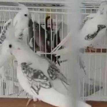 Tutuquşları: Bir ədədi -100-azn 150 azn aq rəydə olanlar qiymət fərqli hazır -da lalafo.az — 5 Tutuquşları: Bir ədədi -100-azn 150 azn aq rəydə olanlar qiymət fərqli hazır — 5