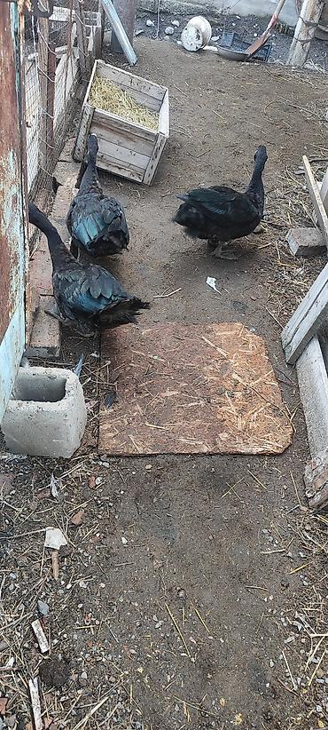 Другие с/х животные: Селезни самцы Мускусные утки (3 шт), черного окраса.1 штук 1700 с - — 11