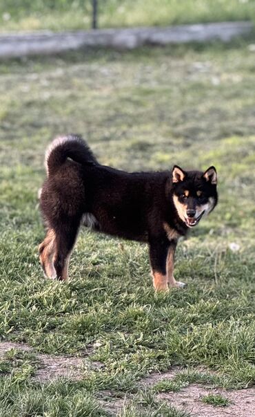 rasni psi na poklon земун, београд: Available puppies Shiba Inu 
Male black and then 
Male red 
Female red