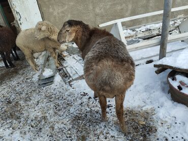 скупка животных: Продаю | Ягненок, Баран (самец) | Полукровка | Для разведения