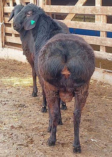 Баран, овца: Продаю | Ягненок, Баран (самец) | Для разведения | Племенные, Осеменитель — 7