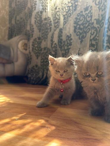 Животные: Британская — 5